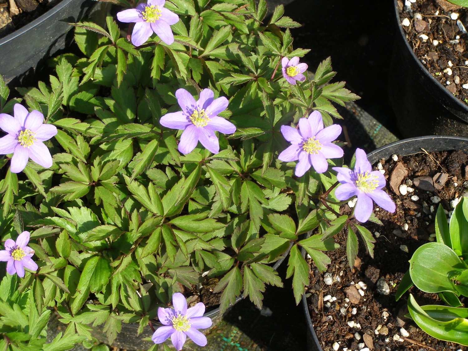 Anemone nemorosa 'Mark's Blue'